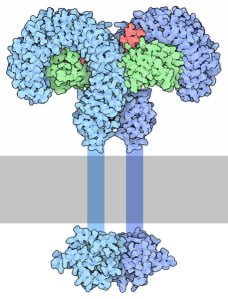 Illustrasjon av en Toll-like receptor  laget av David S. Goodsell/RCSB PDB: http://www.rcsb.org/pdb/101/motm.do?momID=143