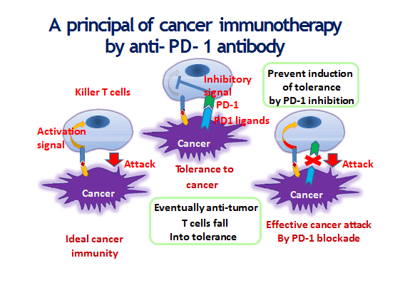 Til venstre ser vi hvordan immunsystemet ideelt burde fungere, målrettet og uhindret. I midten ser vi hvordan kreftcella forsvarer seg mot T-cella med PD-L1-mekanismen, Til høyre ser vi hva osm skjer med Pembro tilstede. Pembro er det røde krysset mellom PD-1 og PD-L1. Kreftcella får ikke hemmet T-cella, denne aktiveres og dreper kreftcella. -Ideelt sett..